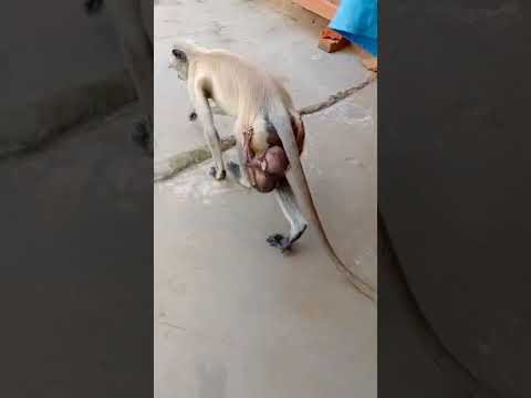 Cute baby monkey with mother || bandar mama || bandar mama pahan pajama #shorts