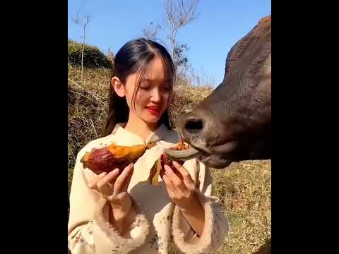 This girl feeds her bull in quite a different way #bull #eating