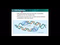 DNA Replication Concepts and Processes