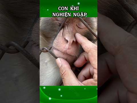 Monkey Cục Cằn #funnyanimals #funnyvideo #funny #monkey