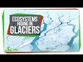 Cryoconite Ecosystems and Their Impact