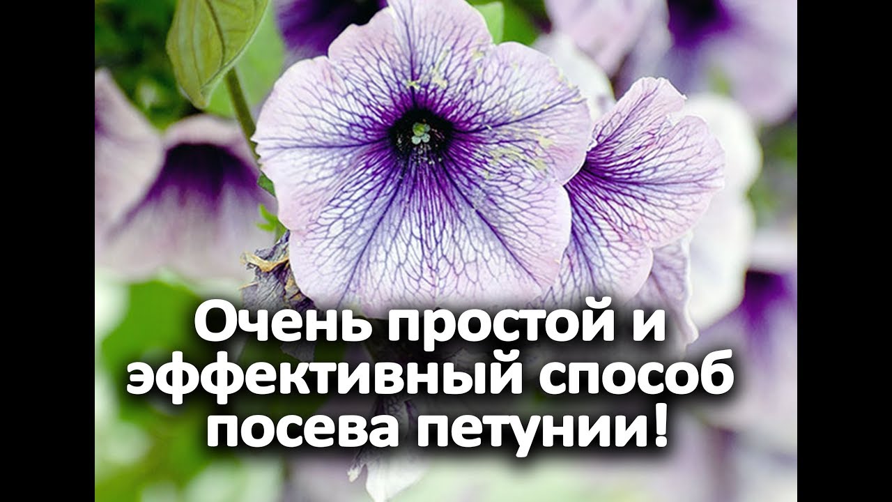 Очень простой и эффективный способ посева петунии! Проверено годами