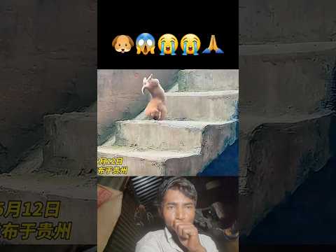 dog Love 🐕🐶😱😭 #dogshorts #dog #dogs #viralvideo #shorts