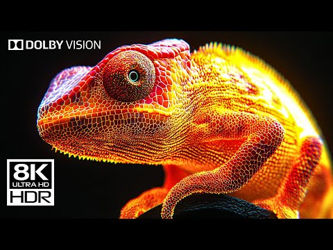 MOST HIGH-END 8K HDR Dolby Vision™ Video — MAX RESOLUTION 120 FPS