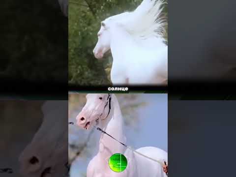 Вы не поверите, сколько стоит самая дорогая лошадь в мире!