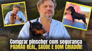 PINSCHER DE VERDADE: CHEGA DO “MINI”! PADRÃO OFICIAL, CORES E TEMPERAMENTO!