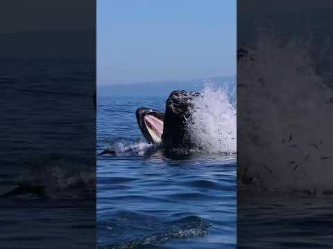 Humpback almost caught a bird Monterey, Ca