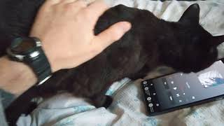 Pandorka♥️🐈‍⬛🐾kočička hledá kočičky v mém tabletů Lenovo TAB 7,dne 4.8.2021 • LasardoPictures video™