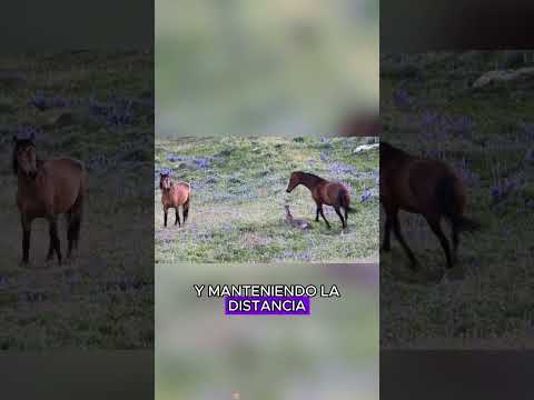 The stallion is eager for the mare who has just given birth#animals #Friendship #Us #horse