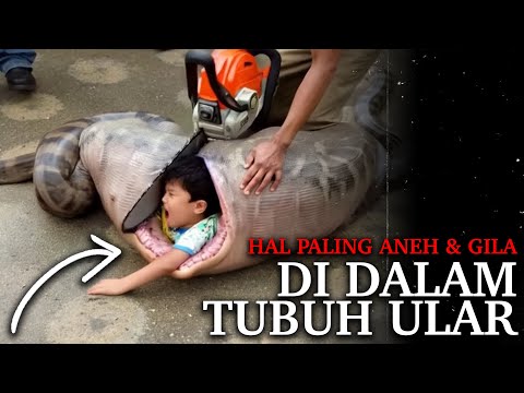 Kalian Pasti Gak Percaya 🤯 🐍 Inilah Hal Tergila yang Pernah Ditemukan di Dalam Tubuh Seekor Ular!