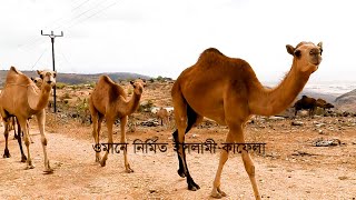 নবী ইউনুস আঃ কে মাছে খেয়েছিলো, এই সেই যায়গা | ওমানে নির্মিত ইসলামী কাফেলা | মুফতি শফিউল্লাহ| ইসলামিক