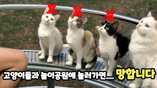 [어린이날 특집] 고양이 데리고 에버랜드 가기??? | 고양이산책