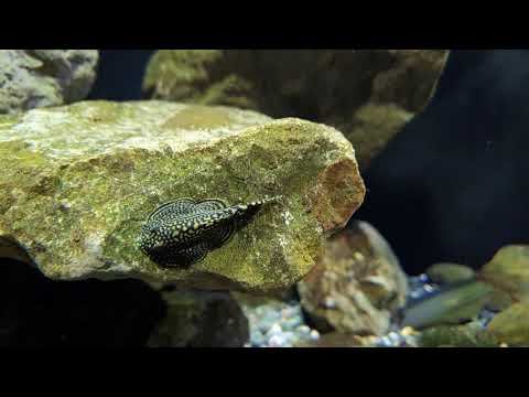 爬岩鰍 - YouTube(1分13秒)