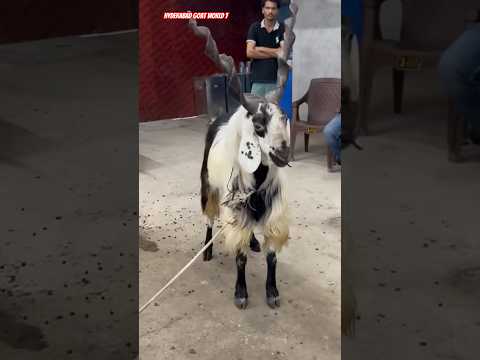 #goat #goat #goatfarming #shortvideo #shortsvideo #viralvideo #viralreels #trendingshorts