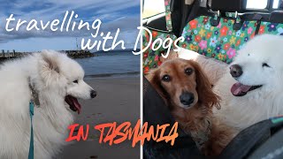 Travelling with dogs in Tasmania