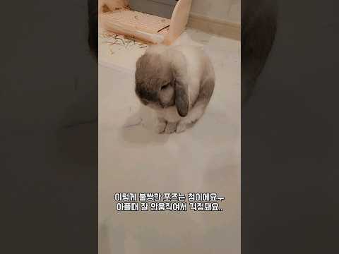 너무 슬픈 표정으로 폭식하고 있는 집사의 발 밑에서 있는 토끼ㅠㅠㅠㅠ
