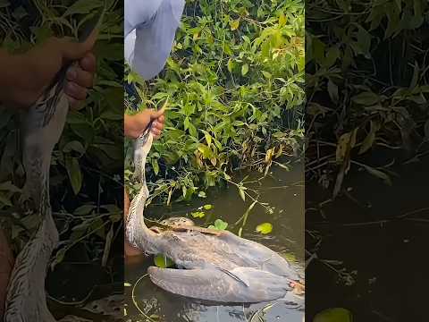 I found a buck with a spear stuck in its neck #shorts #youtubeshorts #smarufyt