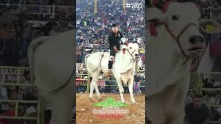 DICEN QUE ES MUCHO JINETE PARA EL TORO!!! Rayito de la Tenencia FT El Berlín de Memo Ocampo #JRMX