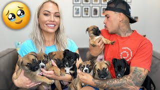 WE RESCUED 9 PUPPIES FROM A KlLL SHELTER 💔