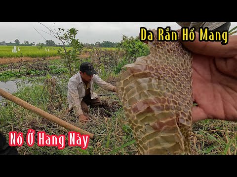 Hổ Mang Lột Da Trong Hang Hết Thoát | Mười Thương Săn Bắt