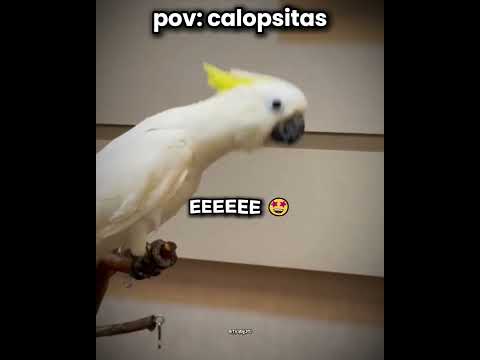 ela acordou de um jeito diferente kkkkk l #humor #engraçado #animais #shorts