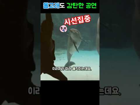이 돌고래가 소녀의 움직임에 놀란 이유는?