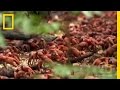 Crab Migration and Challenges
