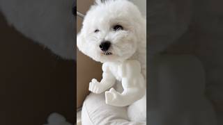 3D 프린터로 만드는 홈메이드 강아지용품