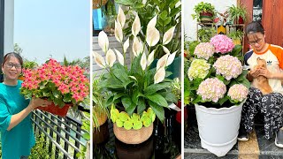 Simple ways to care for plants in containers to keep them green and blooming