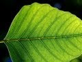 Plant Leaf Structure and Functions