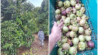 ยก 📌9 แสน โฉนด 1 ไร่ 1 งาน 60 ตรว มังคุด 26 ต้น ทุเรียน 17 ต้น ติดถนนติดคลอง ตราด