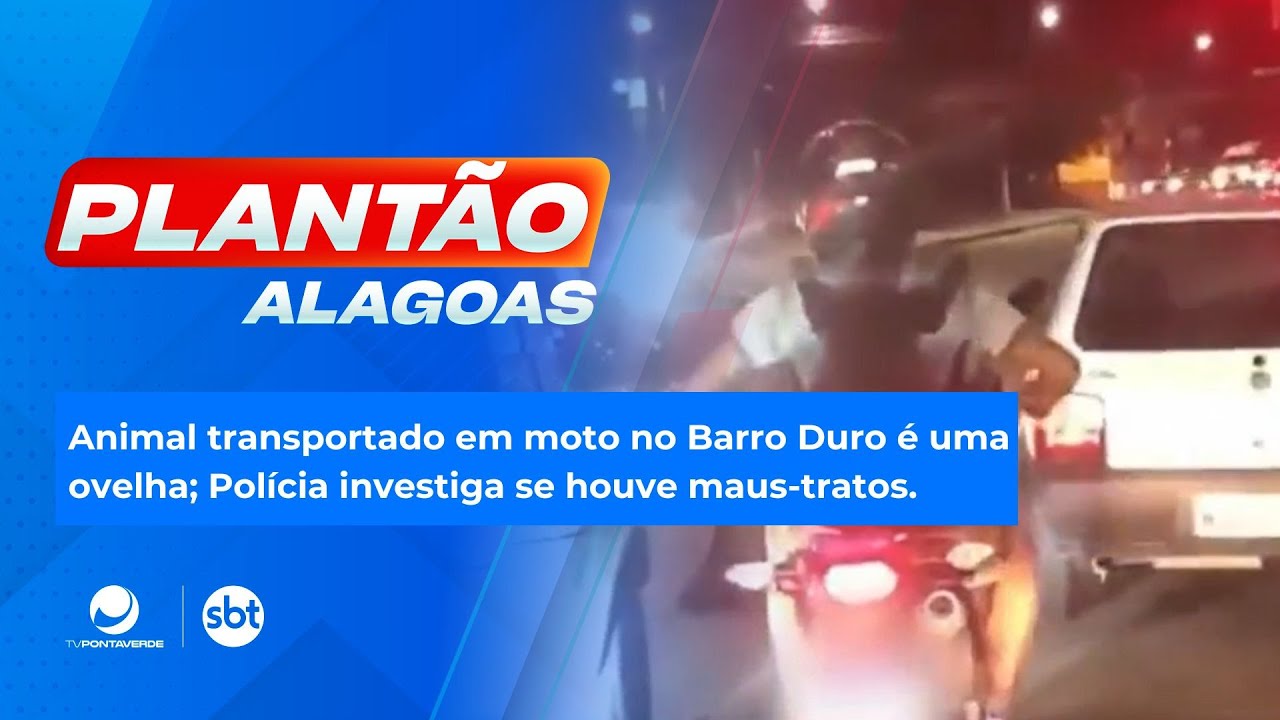 Animal transportado em moto no Barro Duro &eacute; uma ovelha; Pol&iacute;cia investiga se houve maus-tratos.