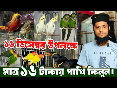 মাত্র ১৬ টা'কায় পাখি ১৬ ডিসেম্বর উপলক্ষে | স্পেশাল অফারে পাখি কিনু'ন | ককাটেল, কনুর, ময়না ও লাভবার্ড