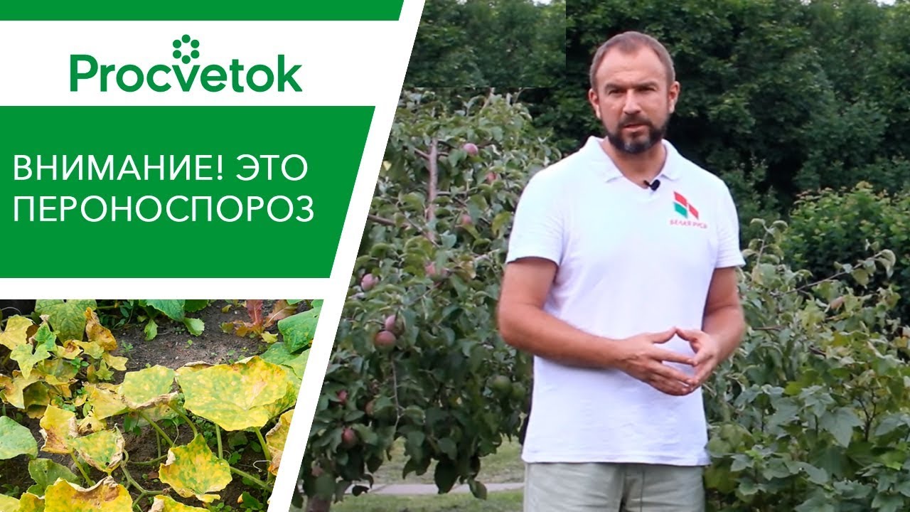 Вот это пероноспороз огурца и кабачка. Почему желтеют листья огурца.