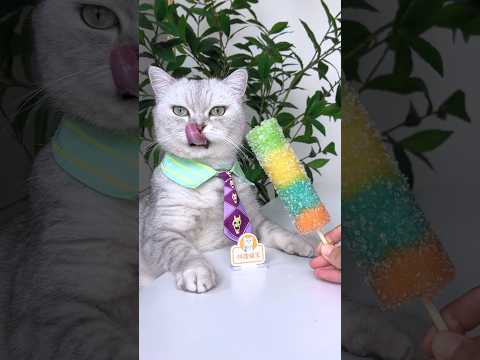 Enjoy Amazing Rainbow Bamboo Rice With Me!🌈🎋🍚 #catsofyoutube #foodlover #tiktok