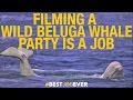 Beluga Whales and the Arctic Environment