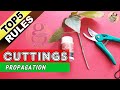 Plant Propagation Techniques for Beginners
