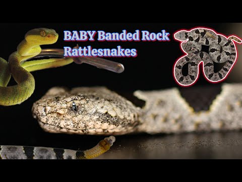BABY Banded Rock Rattlesnakes!