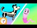 Animales Vertebrados e Invertebrados
