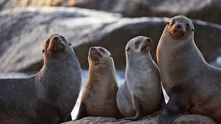Different animal Voice with Picture.. Animal real Voices .. Animal real Sound #tiktok #viral