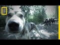 Queen Rosa and Sled Dogs