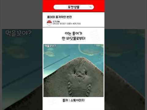 홍어의 충격적인 반전
