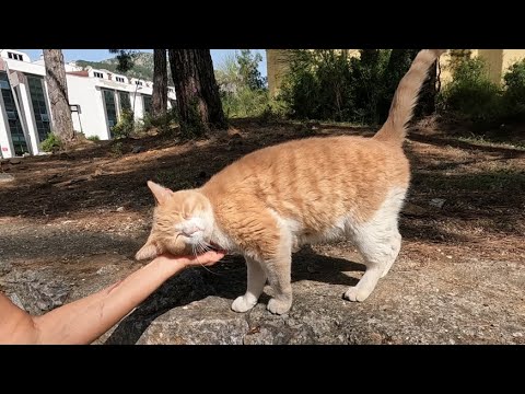 Leo the cat slowly came to me and greeted me with his unique meow