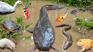 Menangkap ikan lele jumbo dalam lubang ada ikan hias, ikan koi, ikan gabus, belut, kura kura