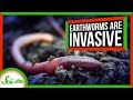 Impact of Earthworms on North American Ecosystems