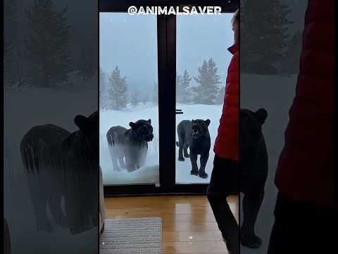 Two black panther At kind man door asking for help #animalrescue #shorts #rescueefforts #ai