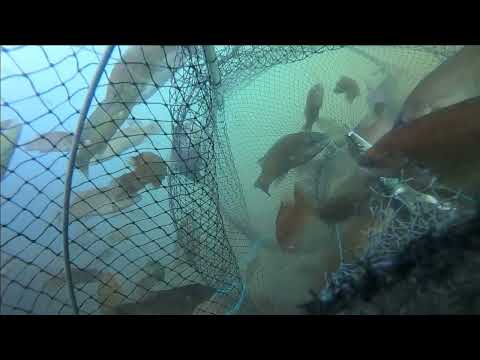 Amazing fish trap. Real underwater full video.A lot of fish came into the trap