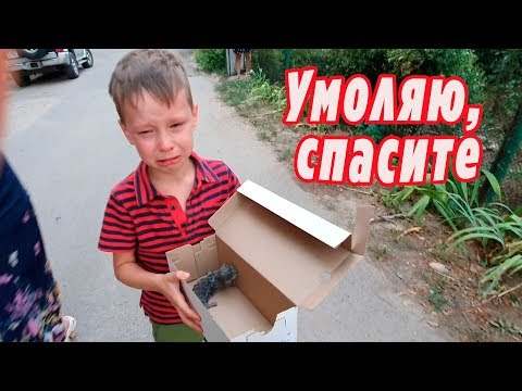 VLOG: Спасение новорожденного котенка / Что с ним стало