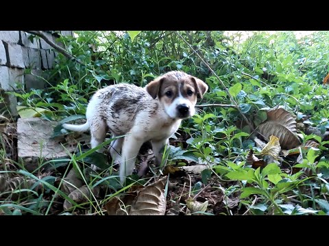 The Dog waiting for owner in abandoned house, He realized...