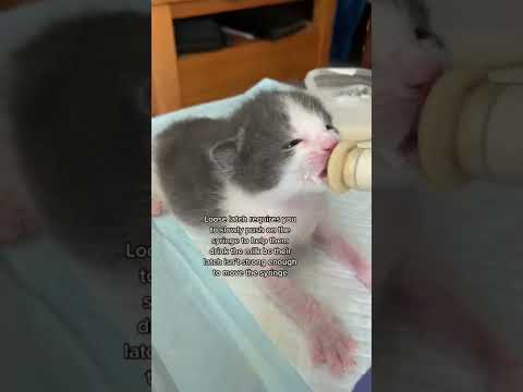 Bottlefeeding Kittens: 5 Examples of Good Latches